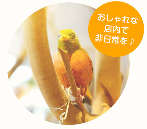 コッコツリー福島県喜多方市のカフェ Cocco treeの公式サイトです。 店内のこだわり